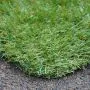 Kilmore - Grass Sample - 200 x 300