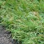 Kilmore - Grass Sample - 200 x 300