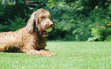 Dog with ball in mouth lying on artificial grass